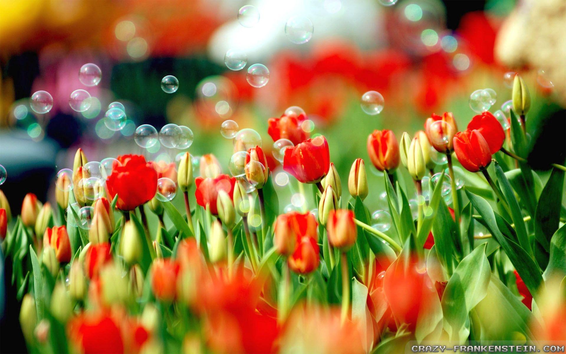 1920x1200 Spring Nature hình nền 2
