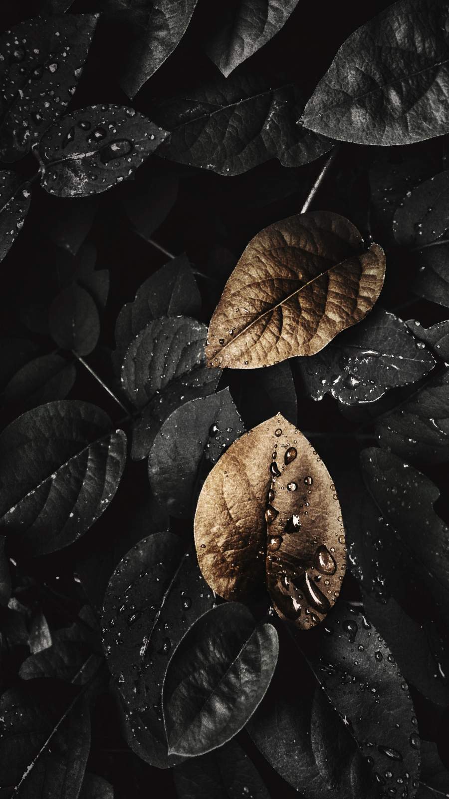 Gloomy Nature Wallpapers - Top Free Gloomy Nature Backgrounds ...