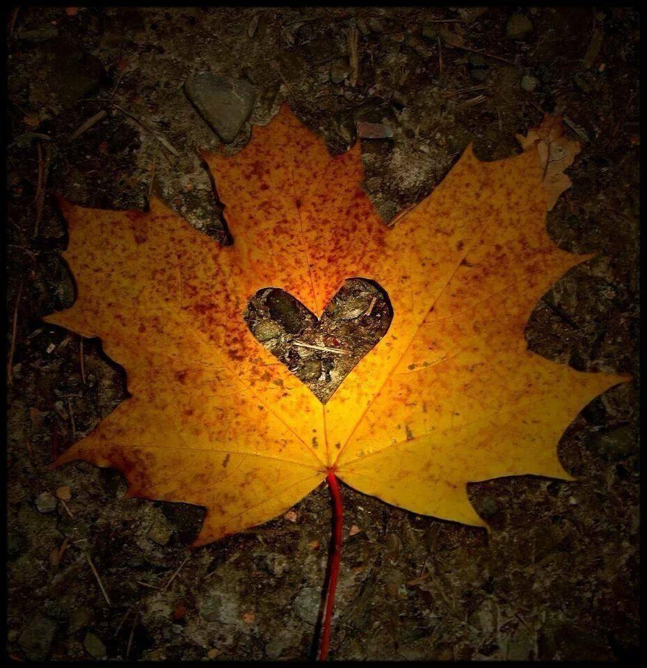 Fall Heart Wallpapers - Top Free Fall Heart Backgrounds - WallpaperAccess