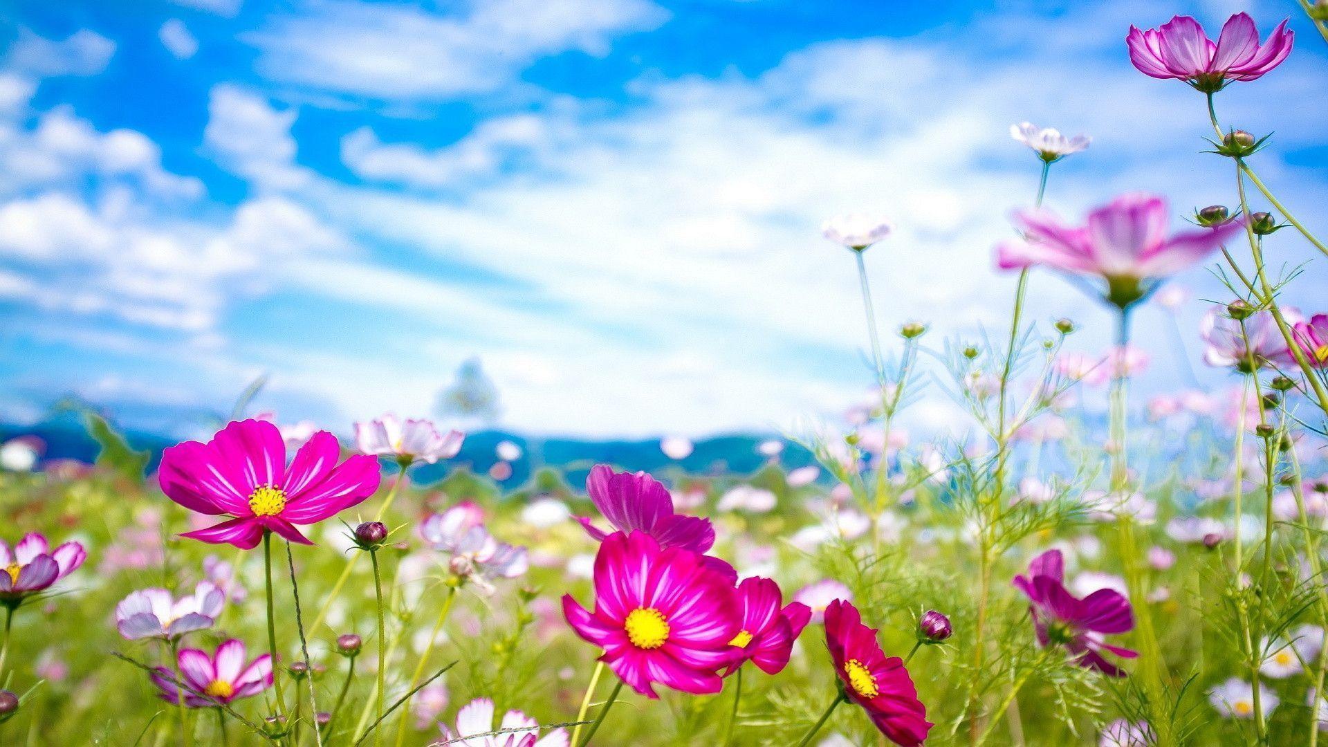 1920x1080 Pretty Summer Flowers Wallpaper
