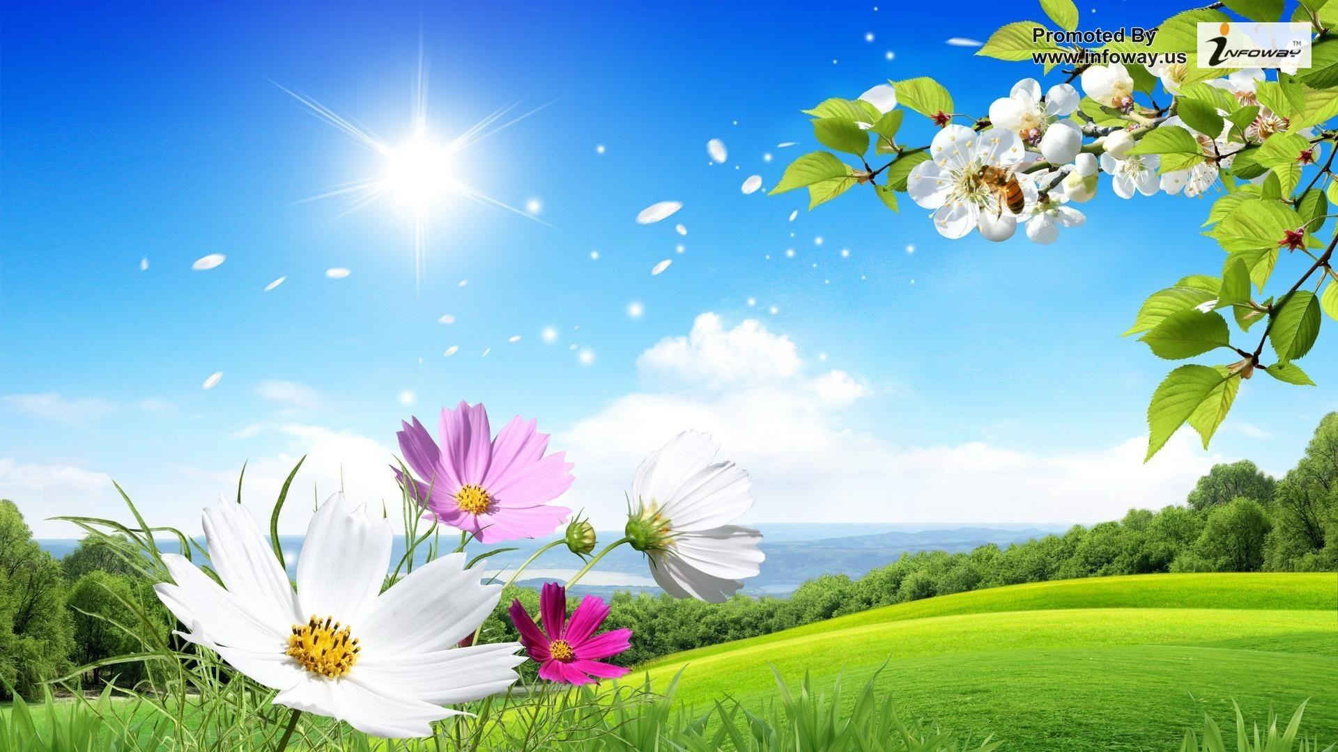 1920x1080 hd wallpaper desktop wallpaper summer flowers beautiful scenery