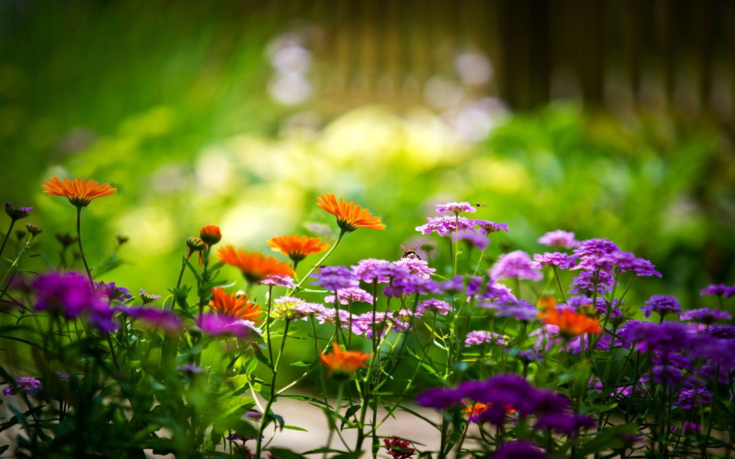 2560x1600 Summer Flower Background
