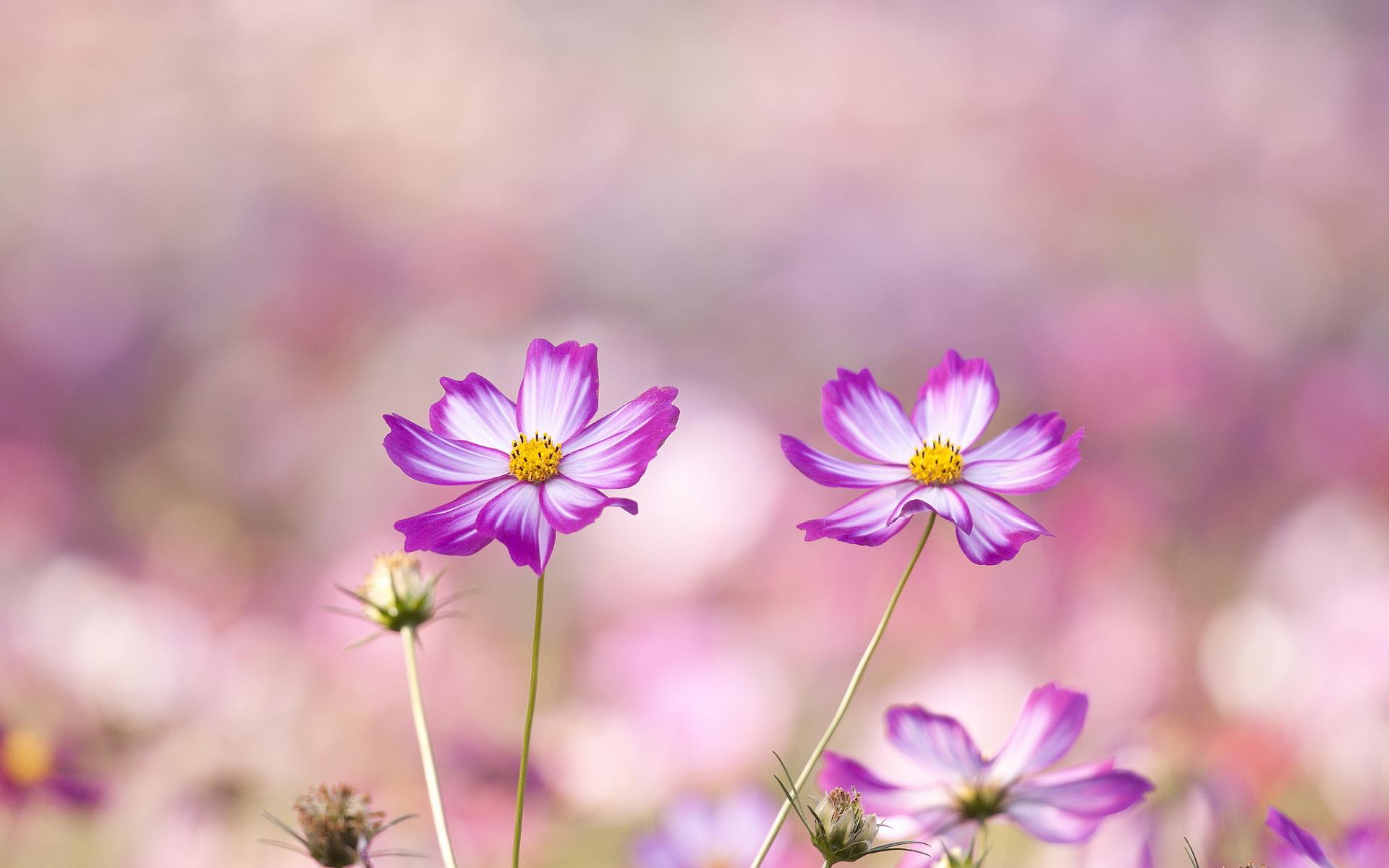1920x1200 Pretty Summer Flowers