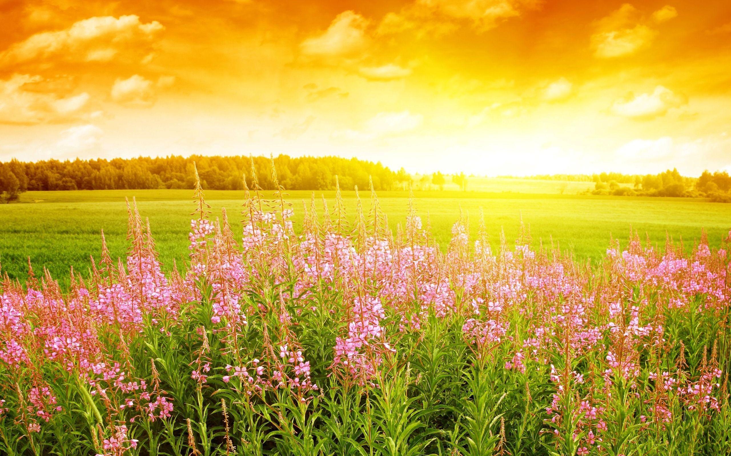 2560x1600 Summer Nature Wallpaper and Background 4K, HD, Dual Screen