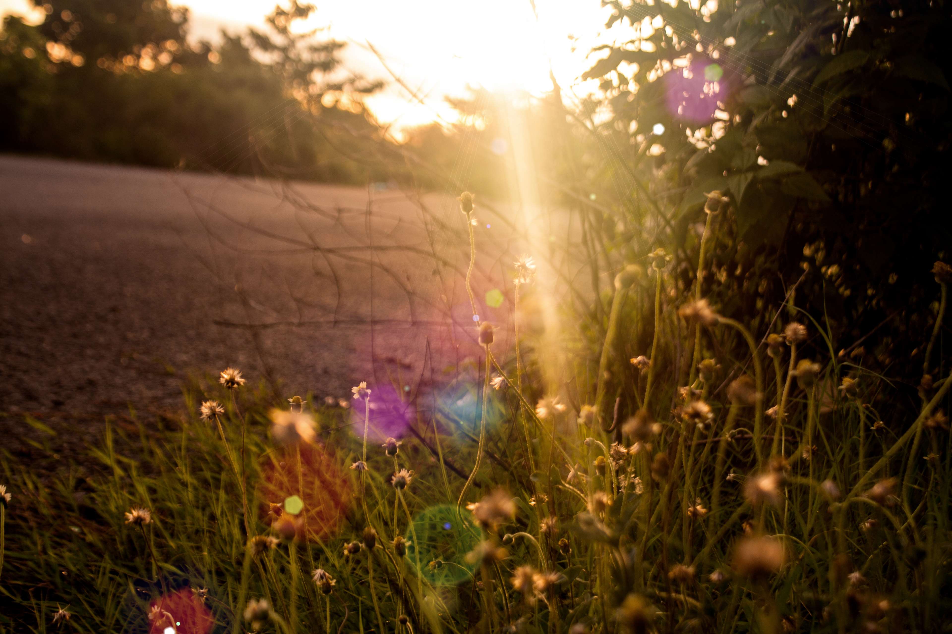 3840x2560 beautiful flowers, evening sun, glow, reflection, street, street photo, summer flower 4k Gallery HD Wallpaper