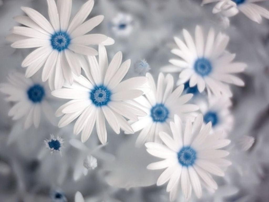 1024x768 Summer Flower Background
