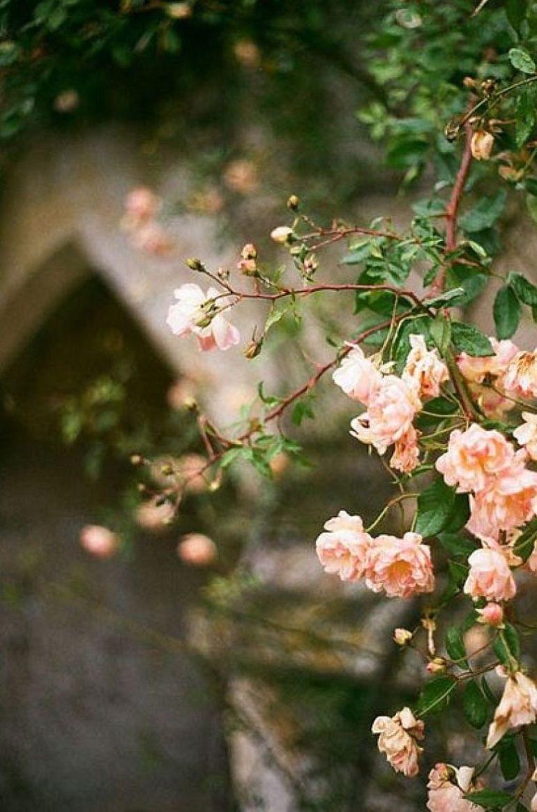 770x1165 Beautiful summer flower iphone wallpaper Wallpaper