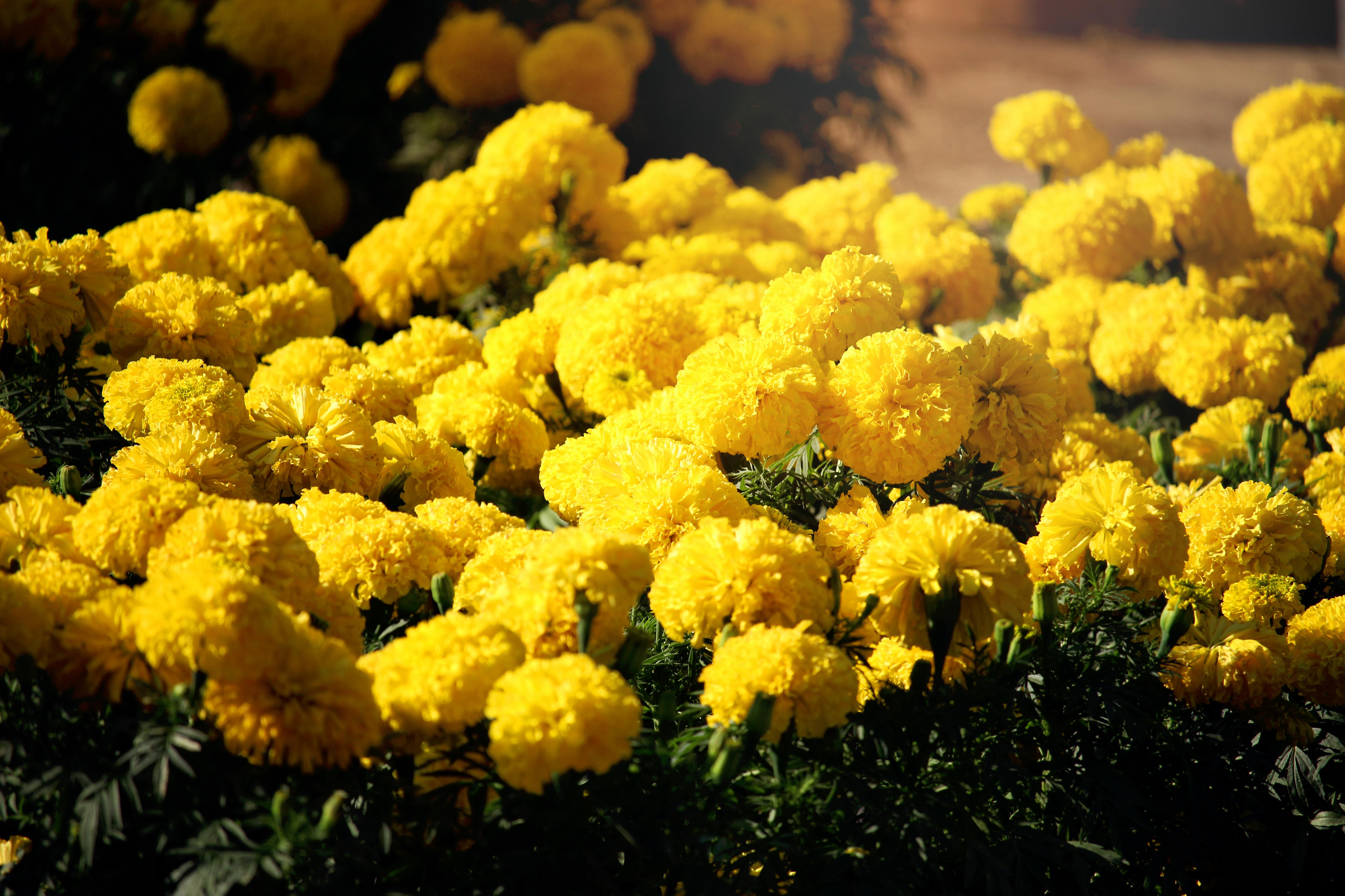 5184x3456 Summer Flowers , Image and Background for Free Download