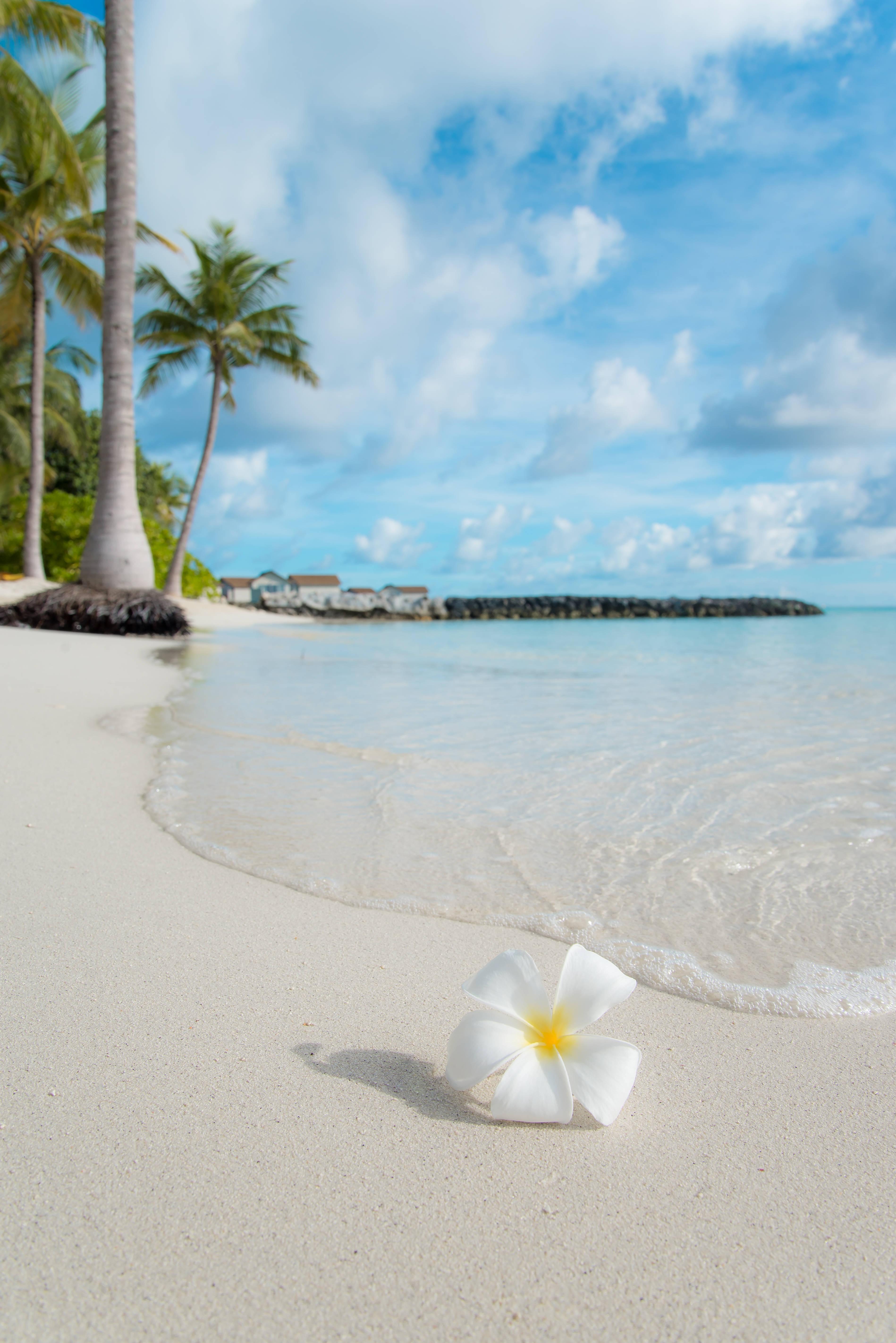 3796x5686 Download Flower Summer Phone Wallpaper