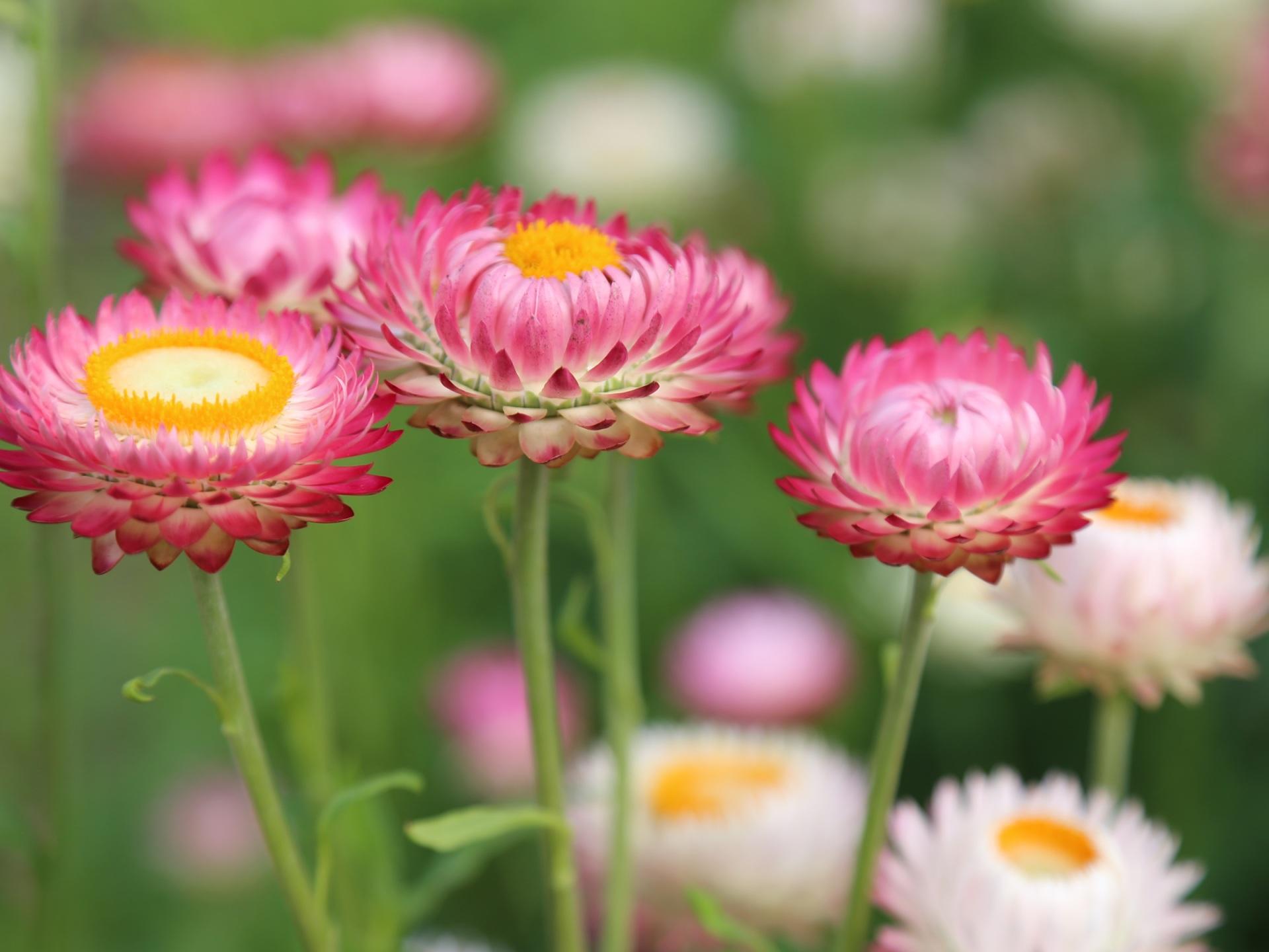 1920x1440 Wallpaper 4k Summer Flower Meadow Wallpaper