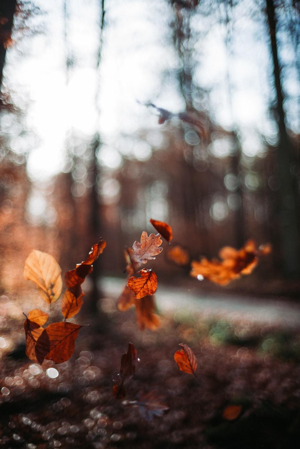 1000x1497 Fall Wallpaper: Free HD Download [HQ]