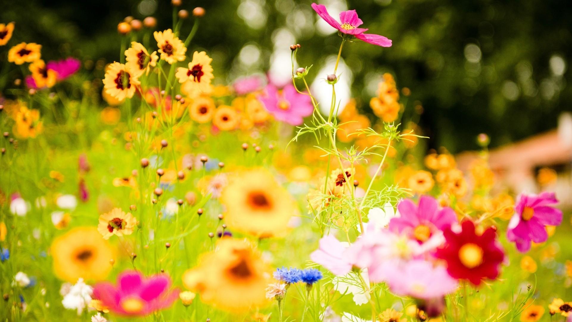 1920x1080 summer flowers wallpaper HD