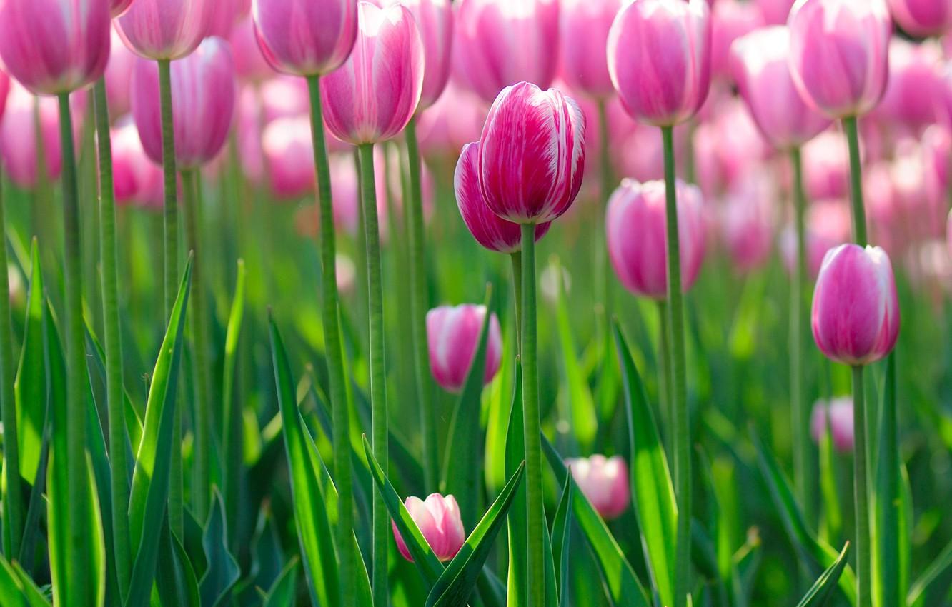1332x850 Wallpaper greens, flower, summer, light, flowers, freshness, beauty, positive, spring, morning, petals, tulips, flowers, widescreen, bokeh, bokeh image for desktop, section цветы