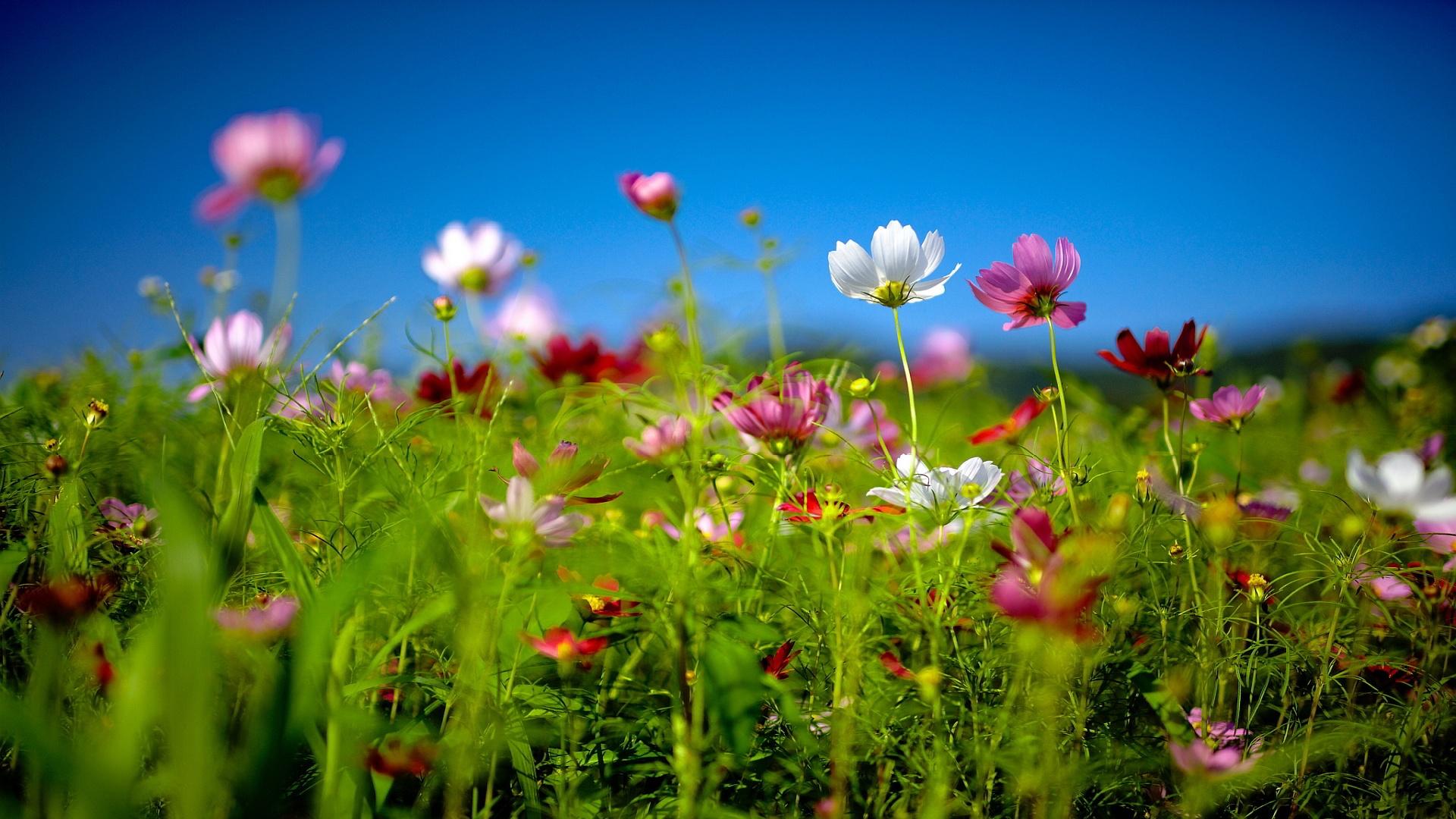 1920x1080 Summer Flowers Wallpaper