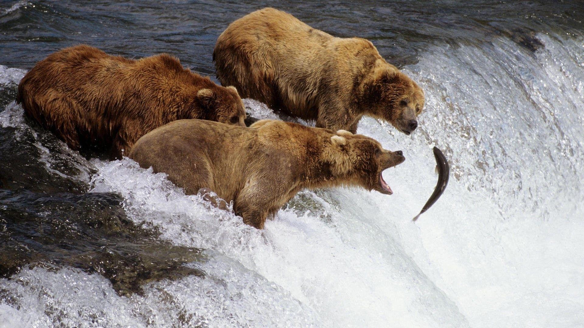 1920x1080 Diamond Grizzly Wallpaper
