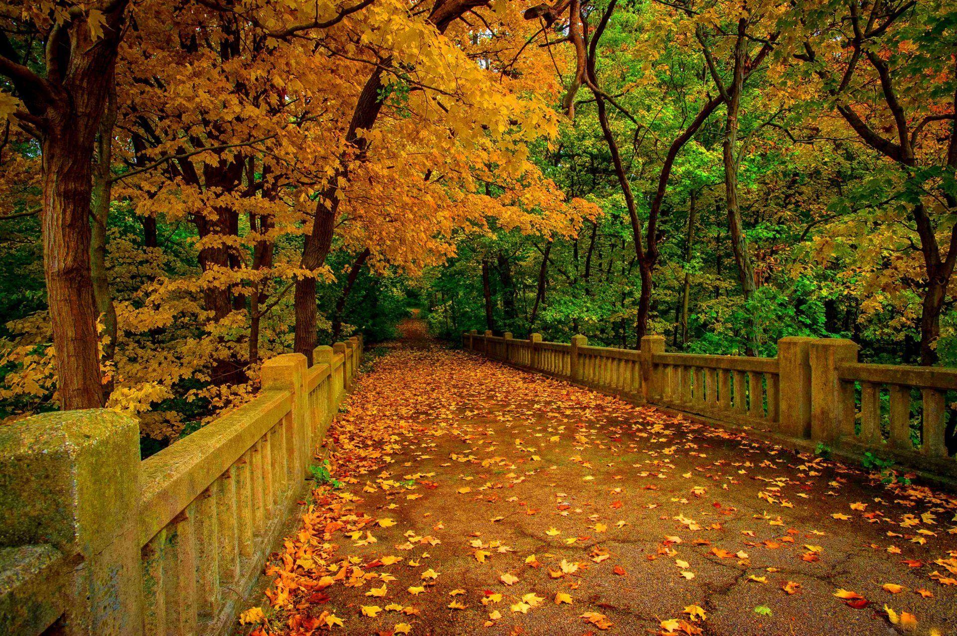1920x1277 Forest Fall Color Vermont Leaves Autumn Mansfield Foliage Forest