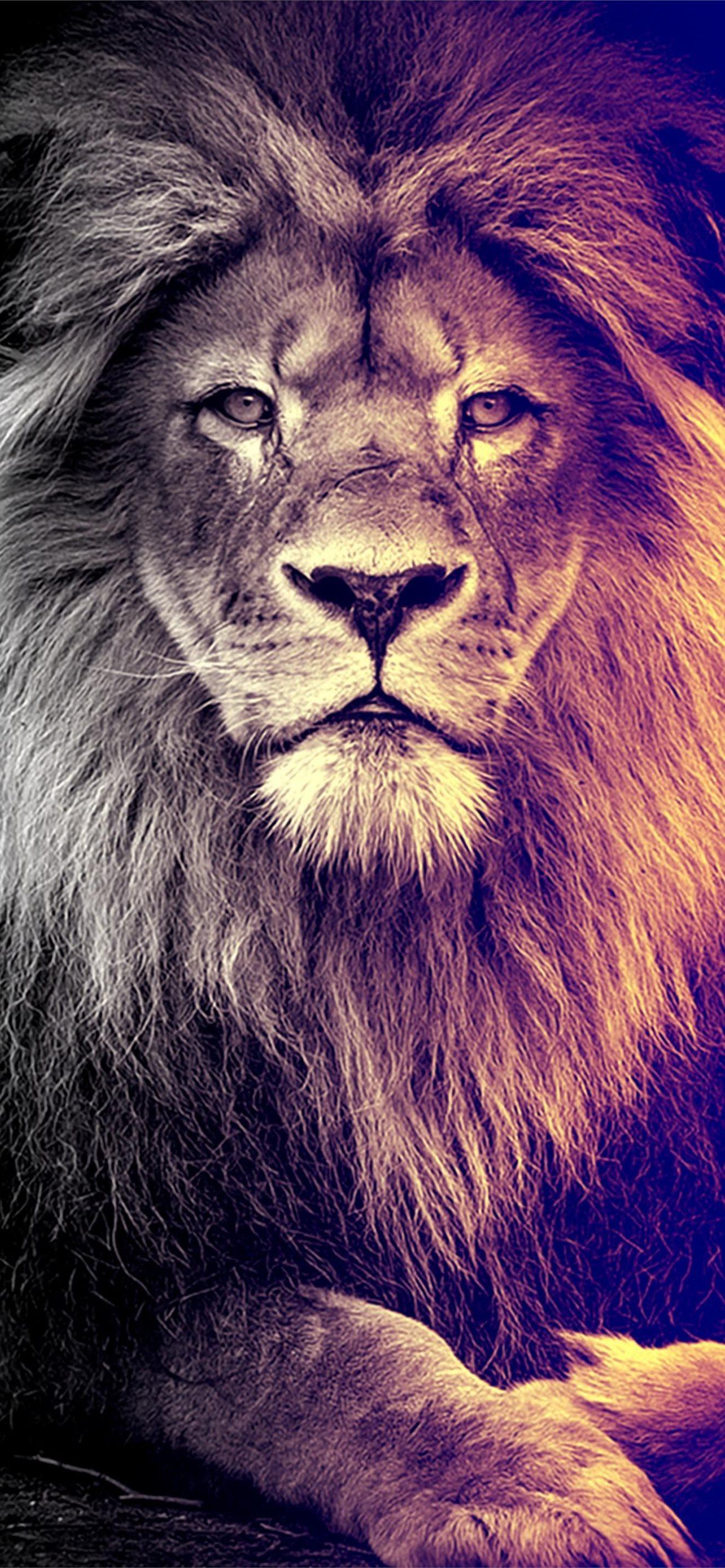 1284x2778 Dope Lion on Dog iPhone Wallpaper Free Download