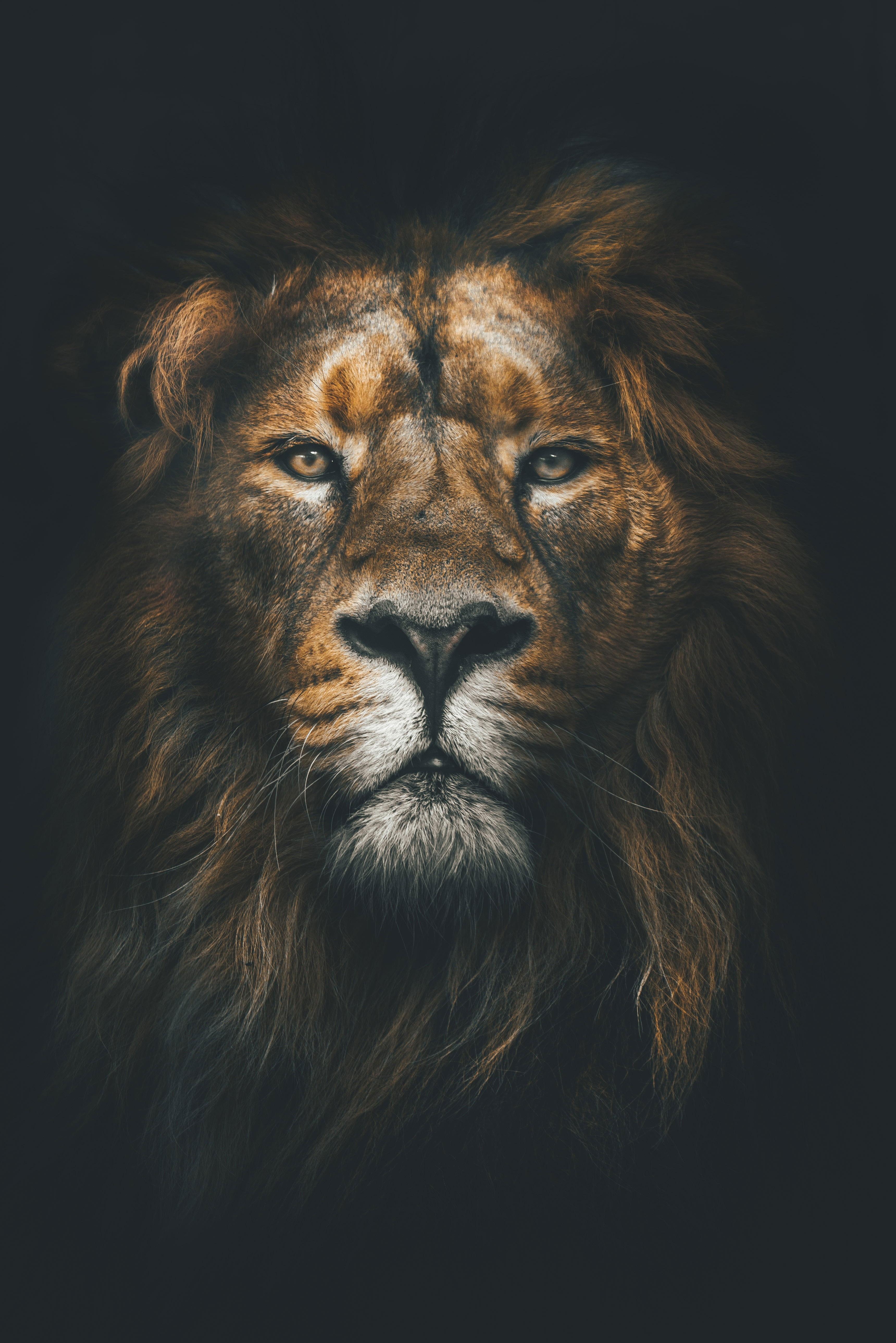 3440x5156 Brown Lion Wallpaper, Muzzle, Mane, Loок, Predator, Animal