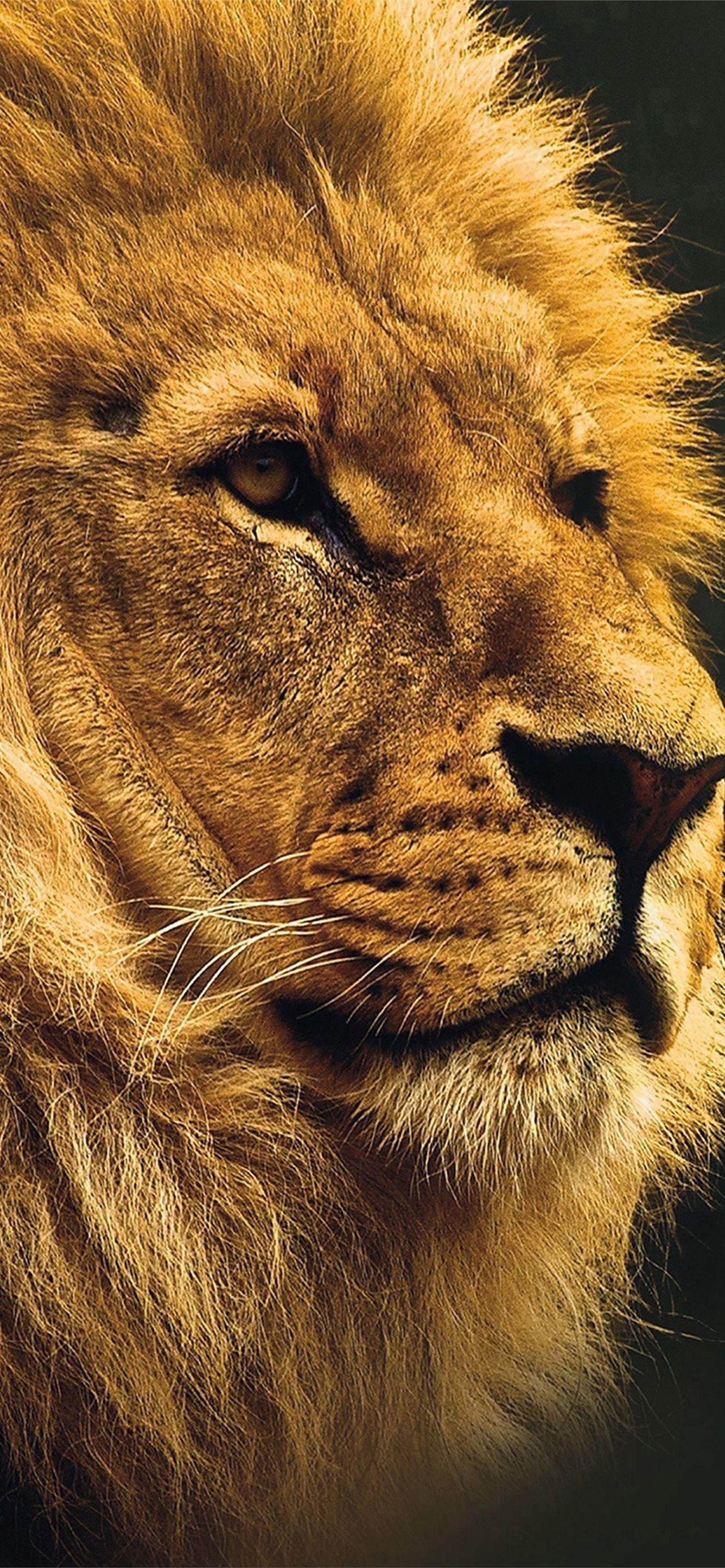 1284x2778 Latest Lion iPhone HD Wallpaper