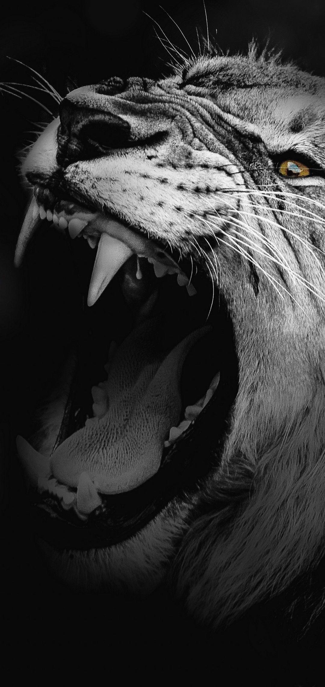 1080x2280 Lion wallpaper. Lion wallpaper, Lion, Animal wallpaper