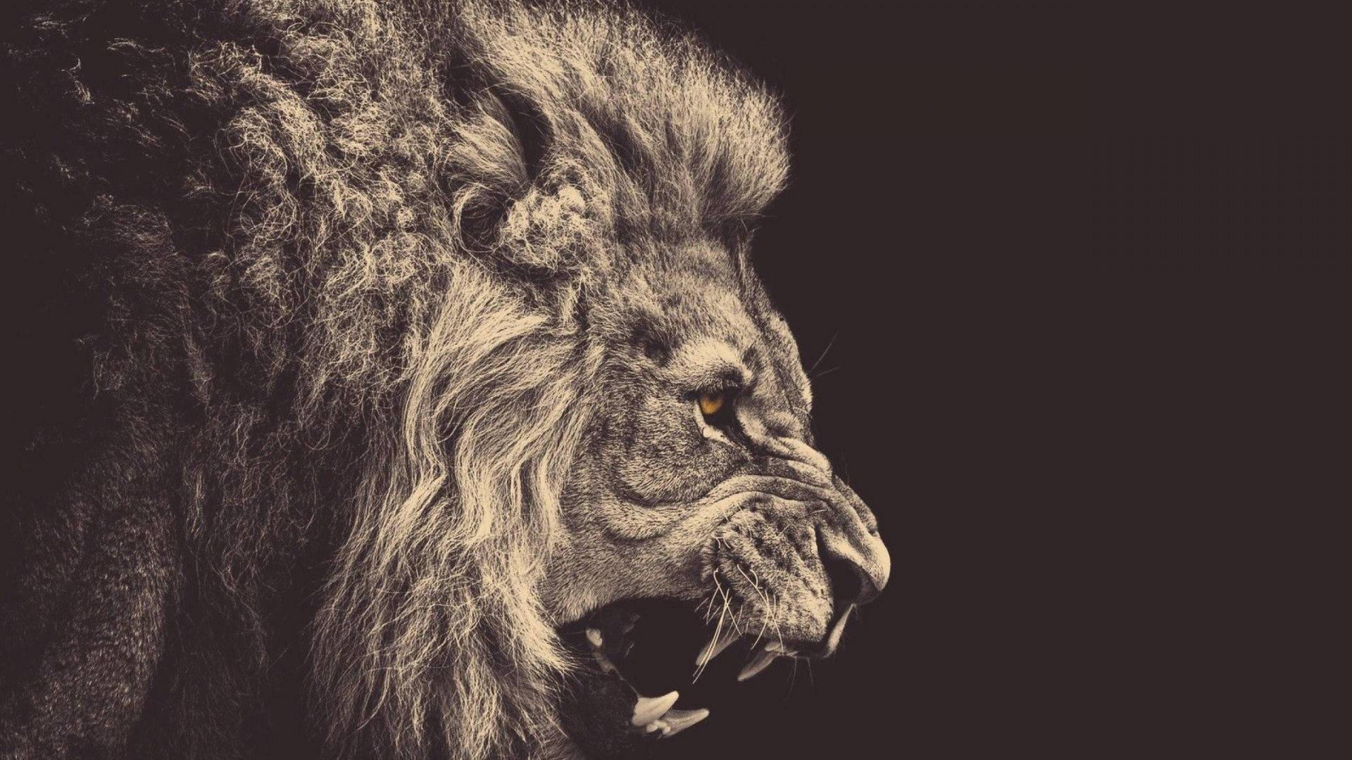 1920x1080 Download 1080p HD Black And White Lion Wallpaper
