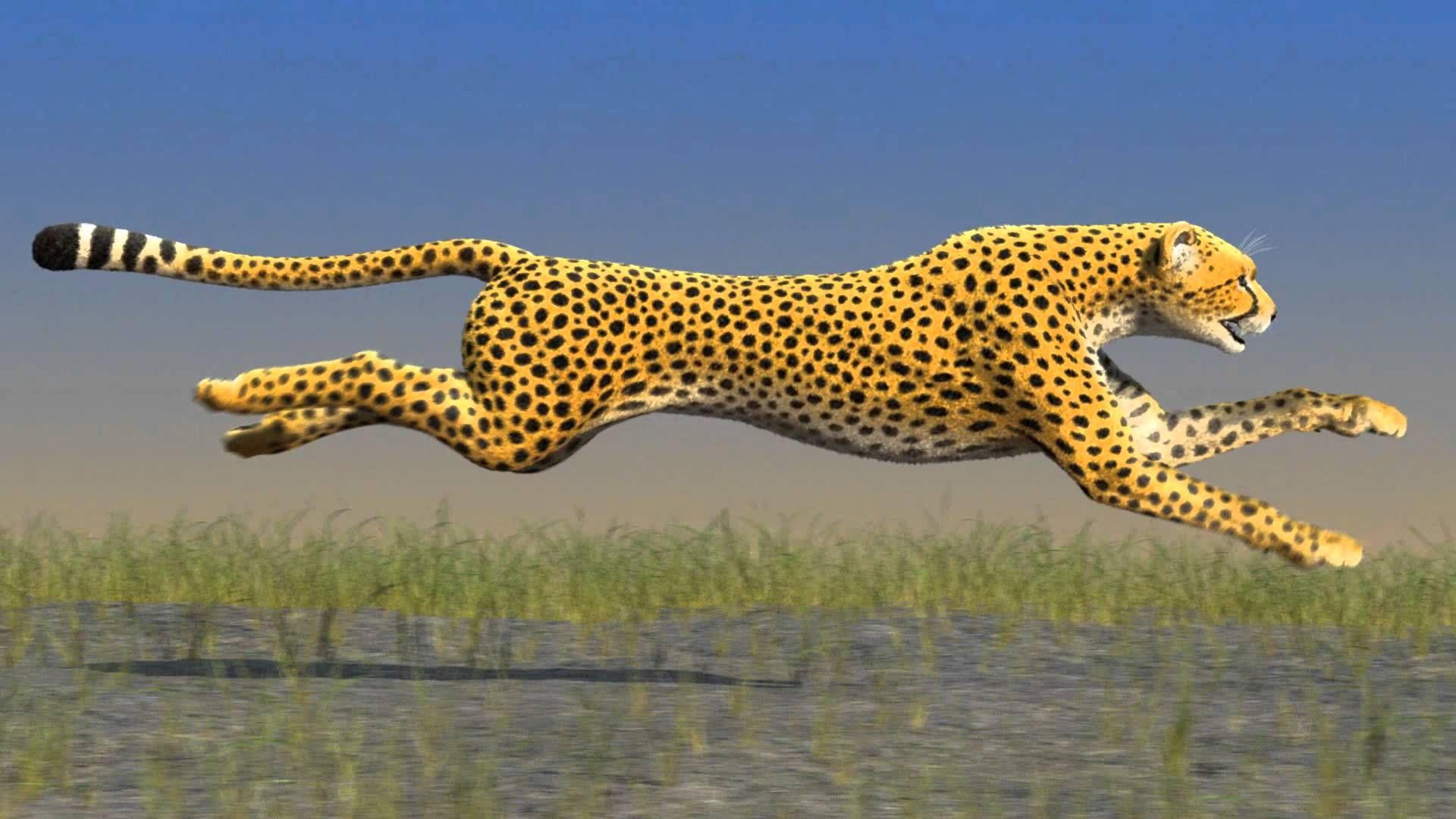 1920x1080 Cheetah picture, Cheetah wallpaper