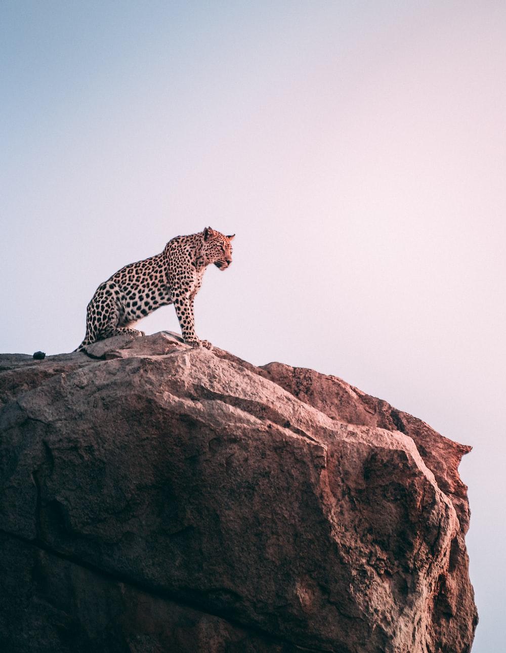 1000x1291 Cheetah Picture [HD]. Download Free Image