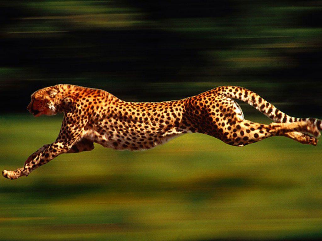 1024x768 QQ Wallpaper: Cheetah Running