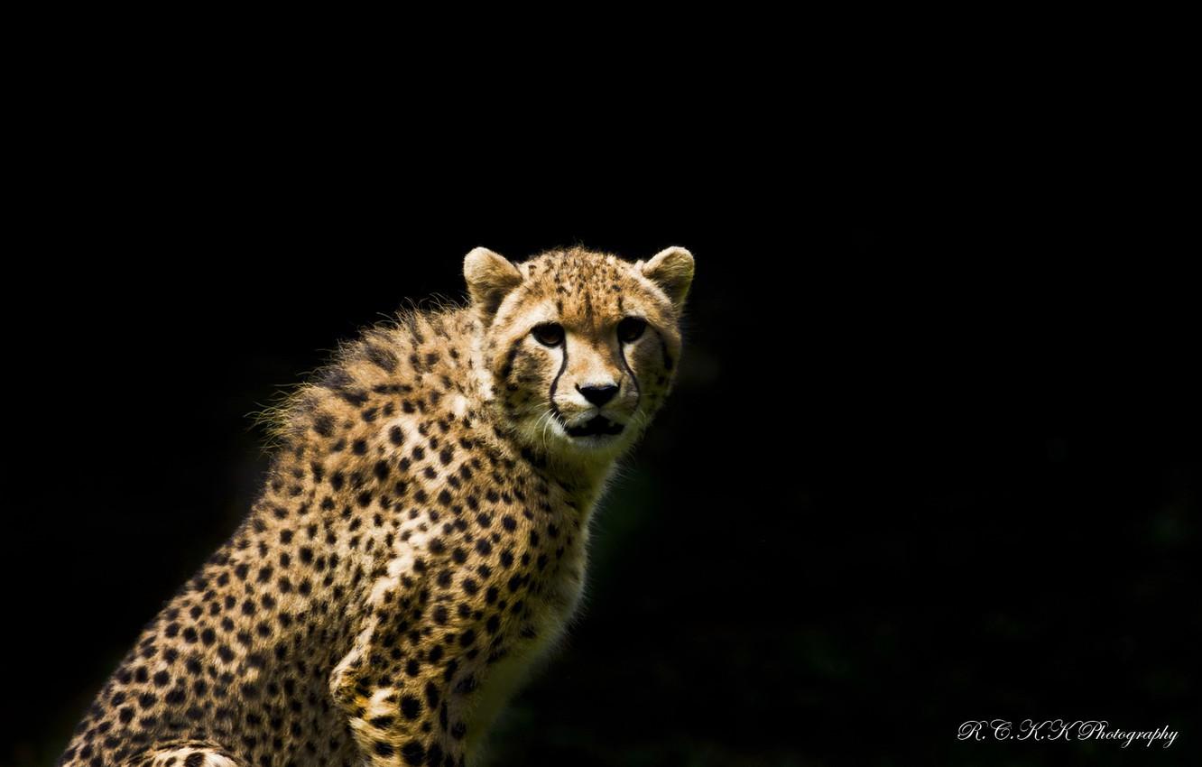 1332x850 Wallpaper look, predator, Cheetah, the dark background image for desktop, section кошки