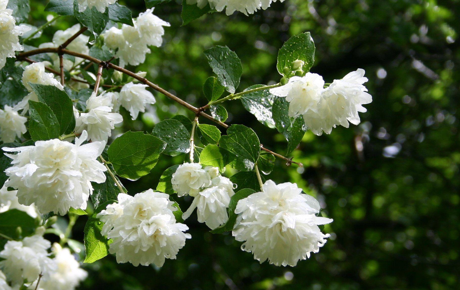 1821x1149 Jasmine Flower Wallpaper