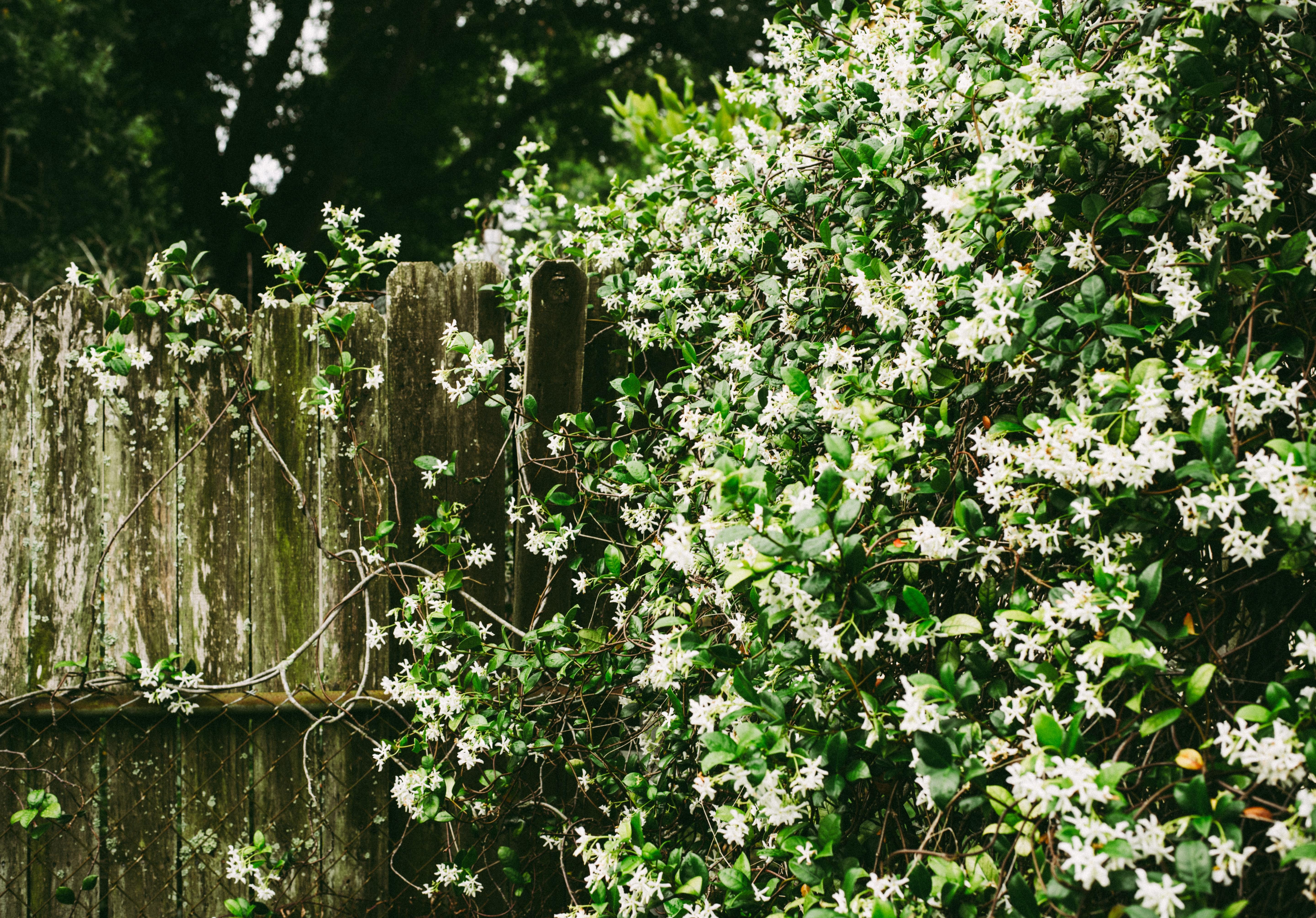 5760x4016 Jasmine Photo, Download Free Jasmine & HD Image