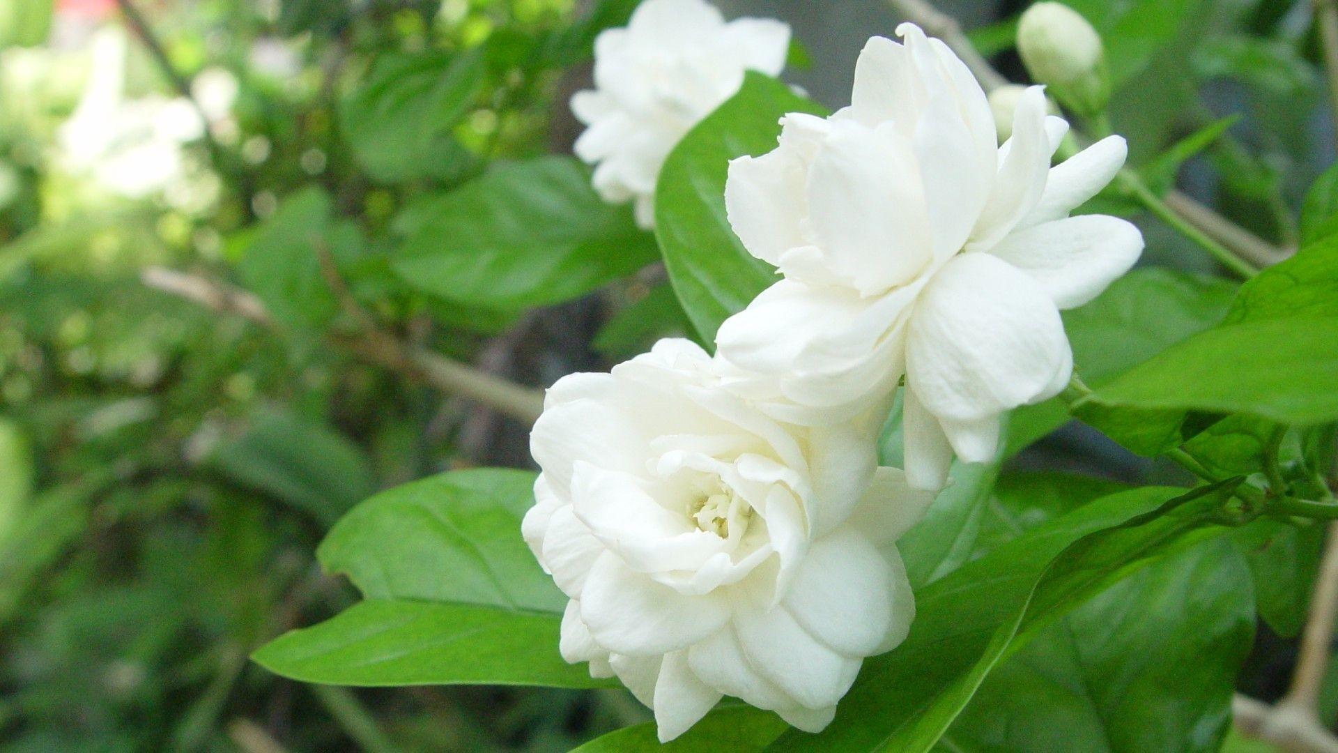 1920x1080 Jasmine Flower Wallpaper