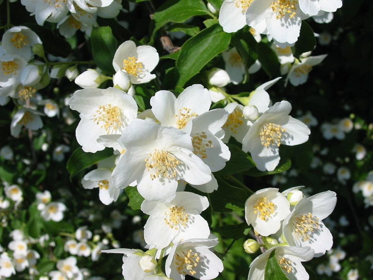 1200x900 How to Grow Jasmine Flowers
