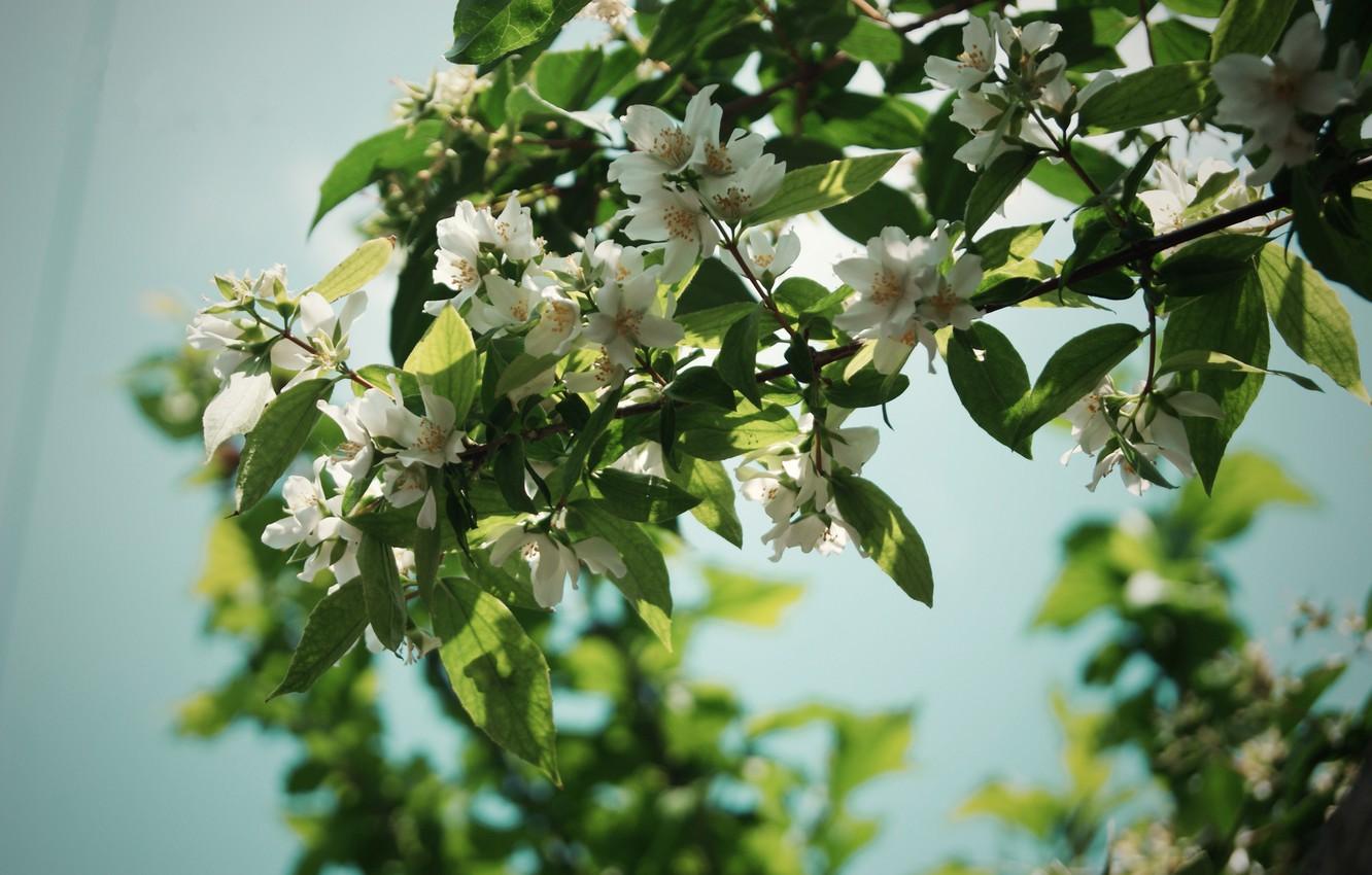 1332x850 Wallpaper summer, leaves, flowers, branches, nature, tree, petals, nature, flowers, Jasmine image for desktop, section цветы