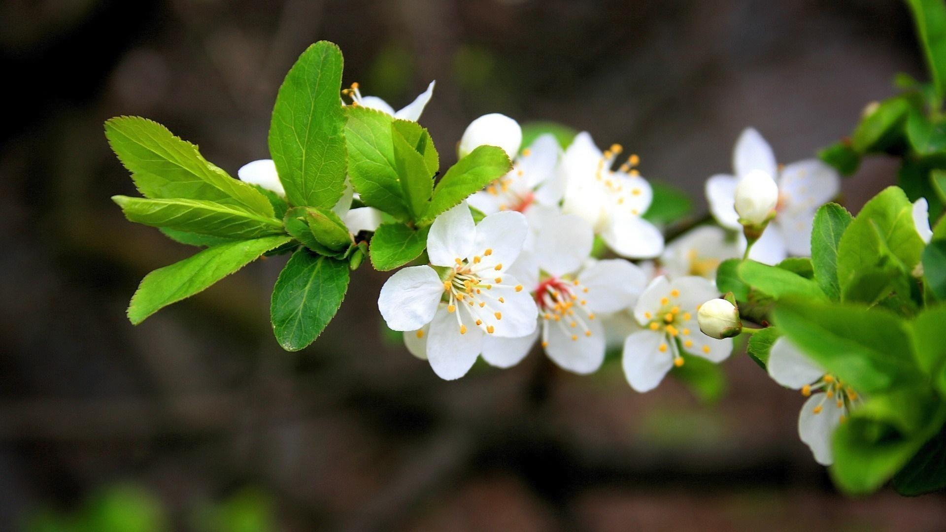 1920x1080 Full HD jasmine wallpaper