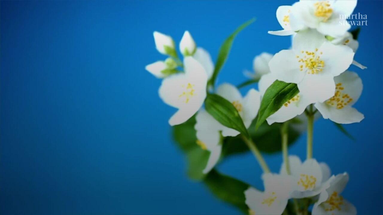 1280x720 How to Grow Indoor Jasmine Plants