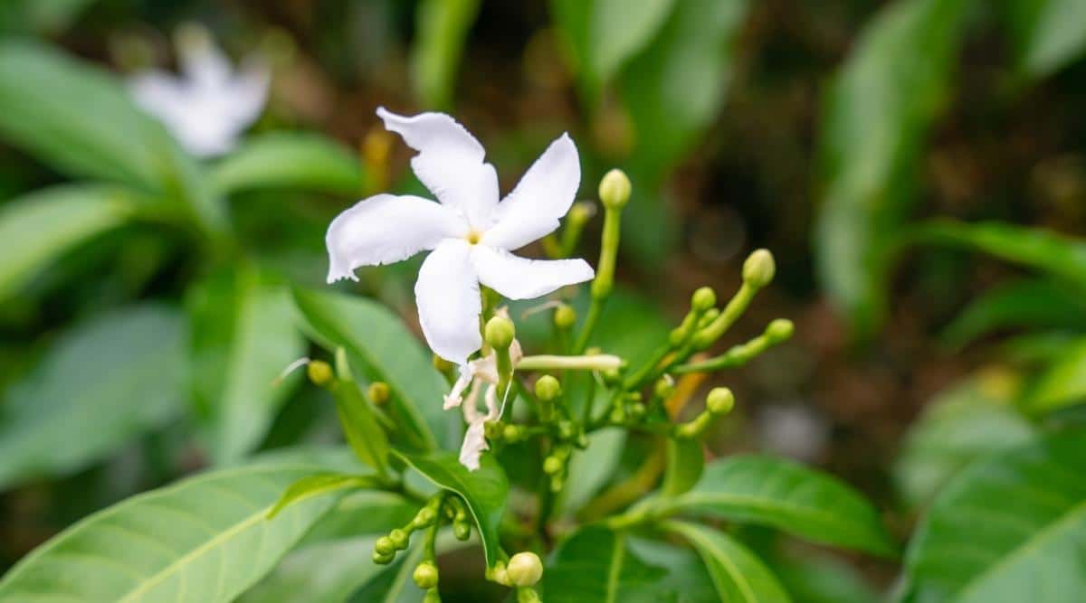 1200x667 Jasmine Varieties: 14 Different Types of Jasmine