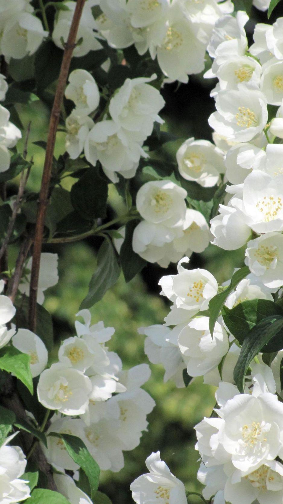 938x1668 Download Wallpaper 938x1668 Jasmine, Blossoms, Twigs, White, Leaves Iphone 8 7 6s 6 For Parallax HD Background