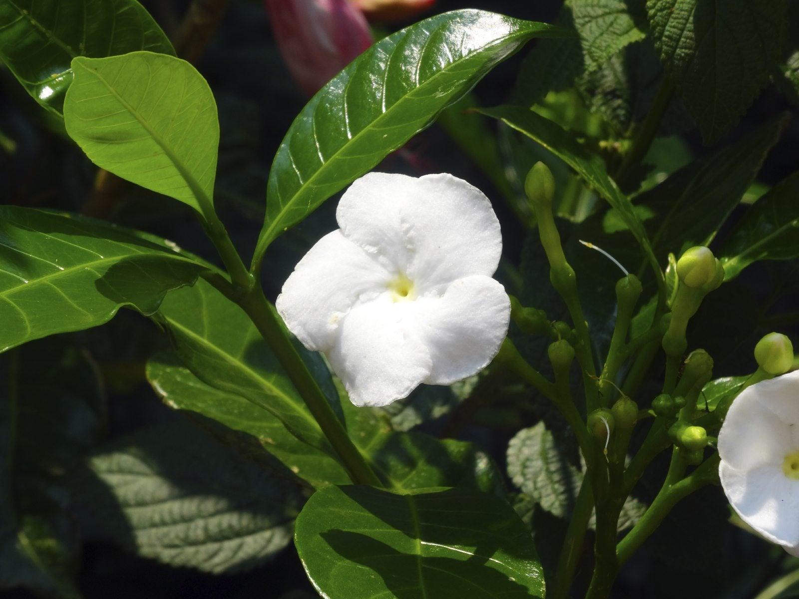 1600x1200 Crepe Jasmine Care To Grow Crepe Jasmine Plants