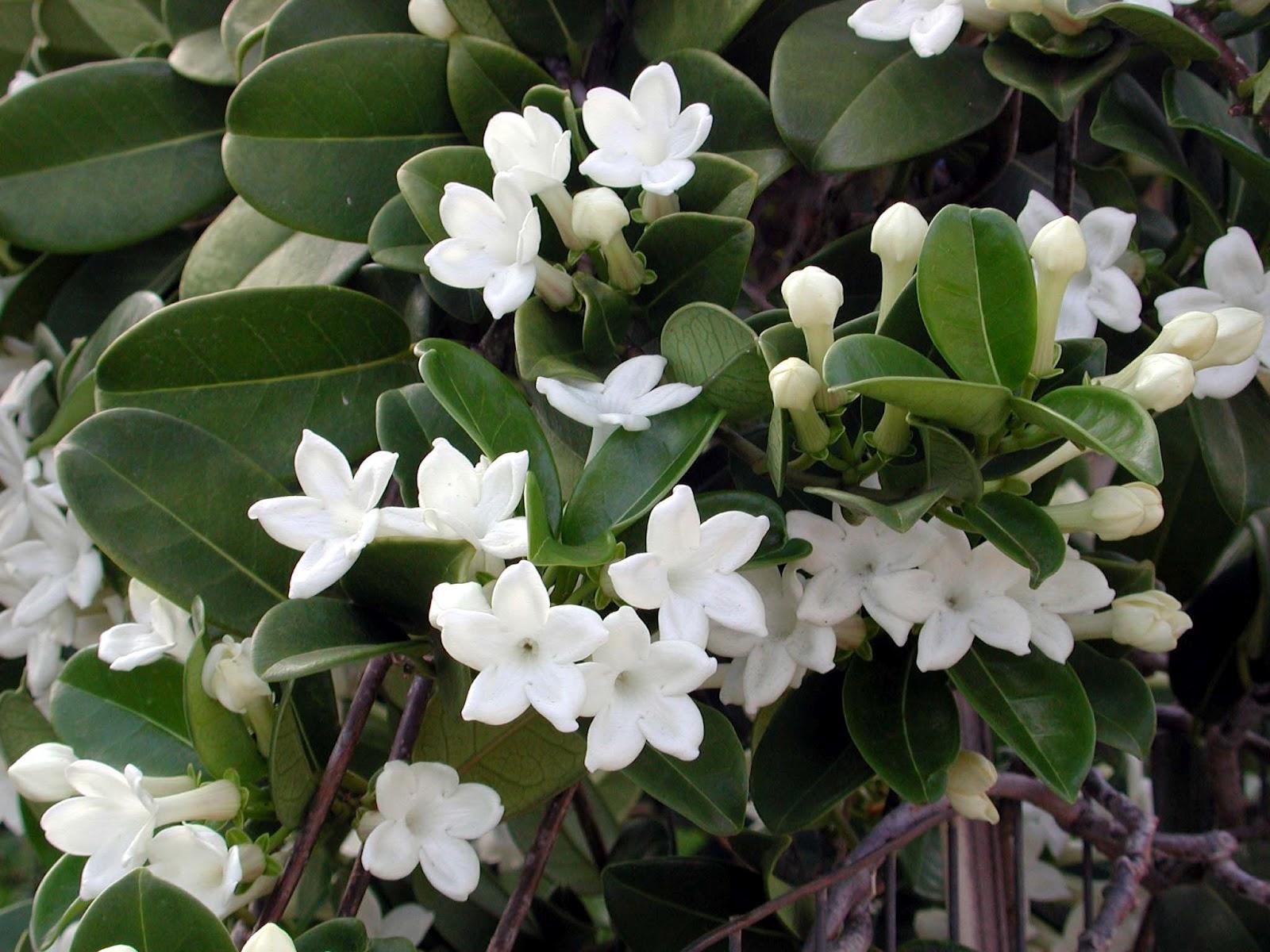 Jasmine Tree Wallpapers - Top Free Jasmine Tree Backgrounds ...