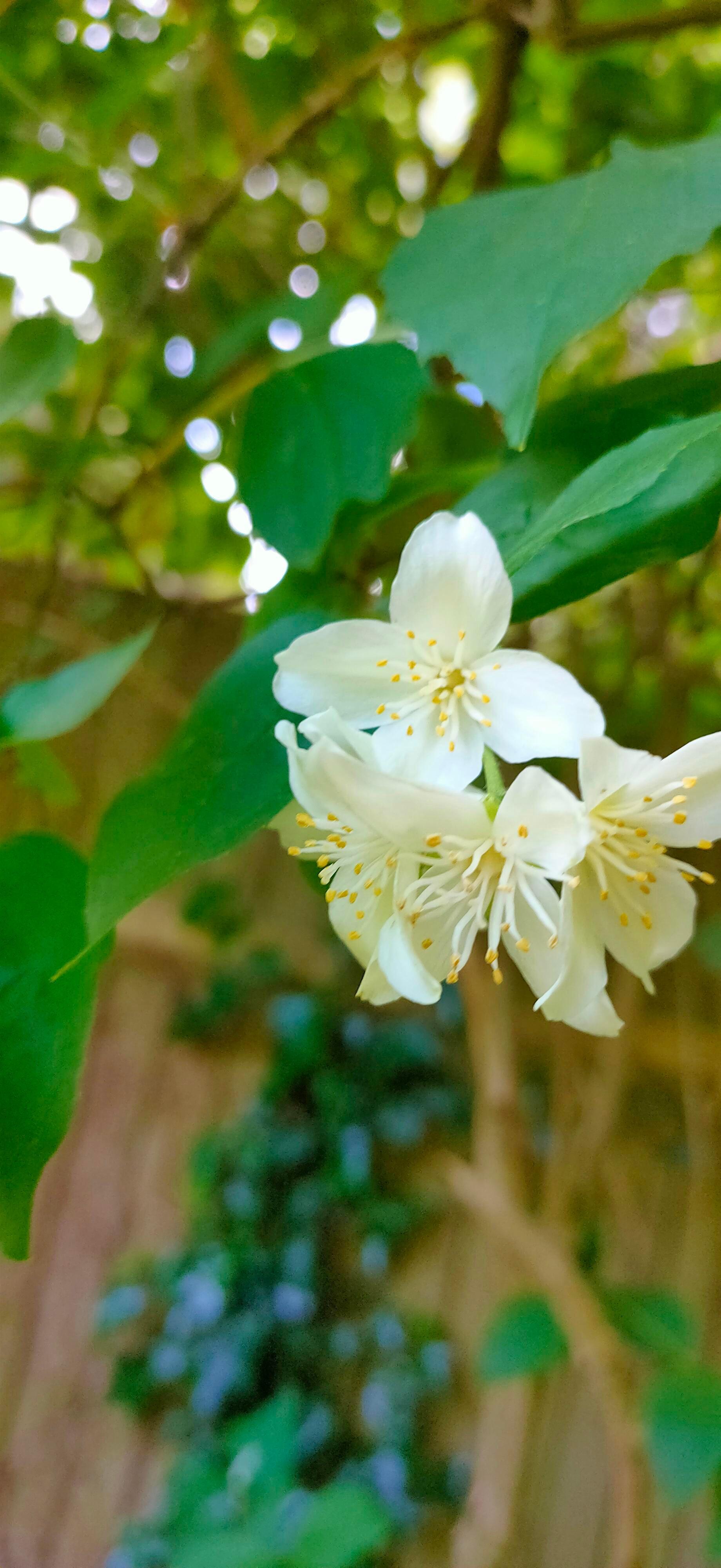 Jasmine Tree Wallpapers Top Free Jasmine Tree Backgrounds