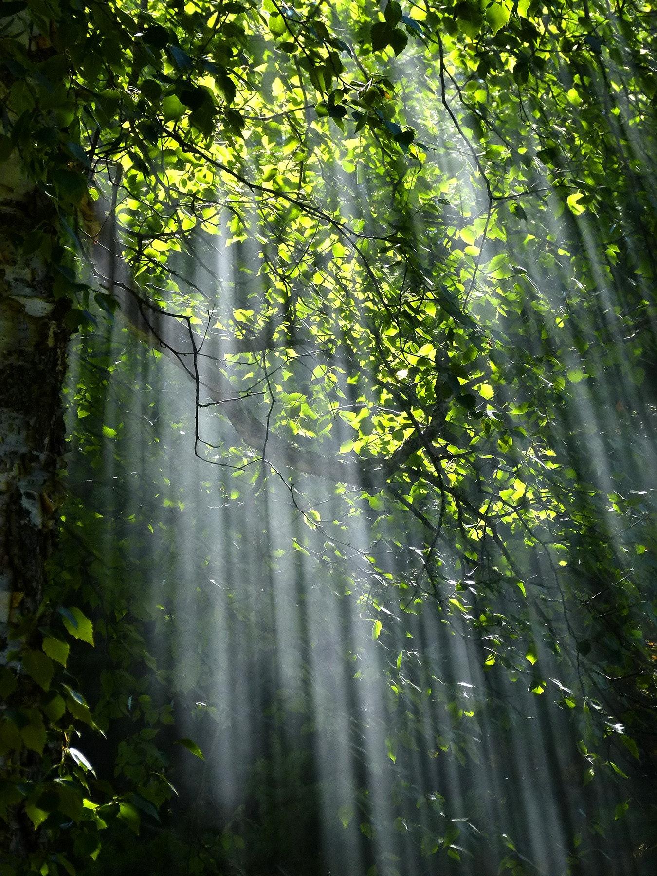 1350x1800 Sunrays Photo, Download Free Sunrays & HD Image