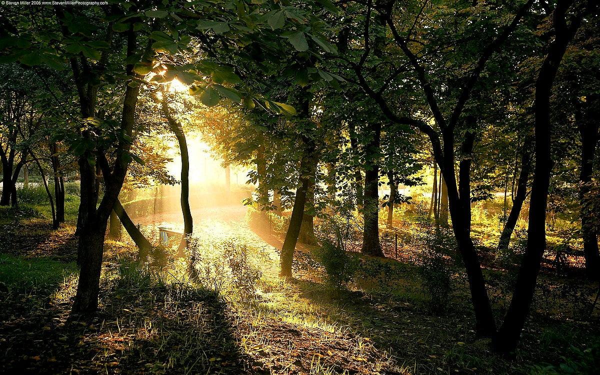 1200x750 Sunlight wallpaper HD. Download Free background