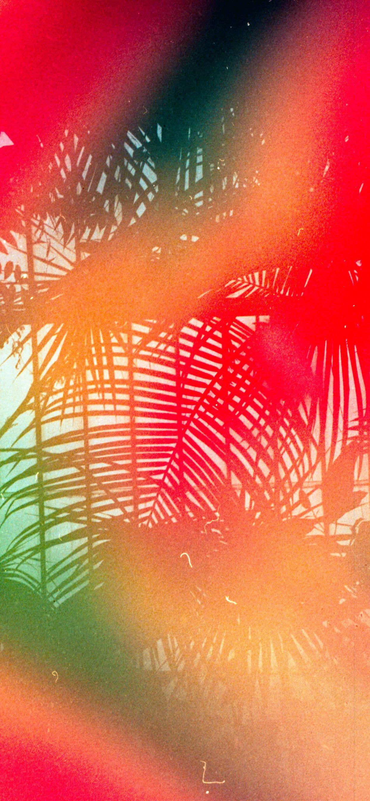 1242x2688 Tropical leaves Shot on 35mm Leica MDa with Dub. iPhone SE Wallpaper Free Download