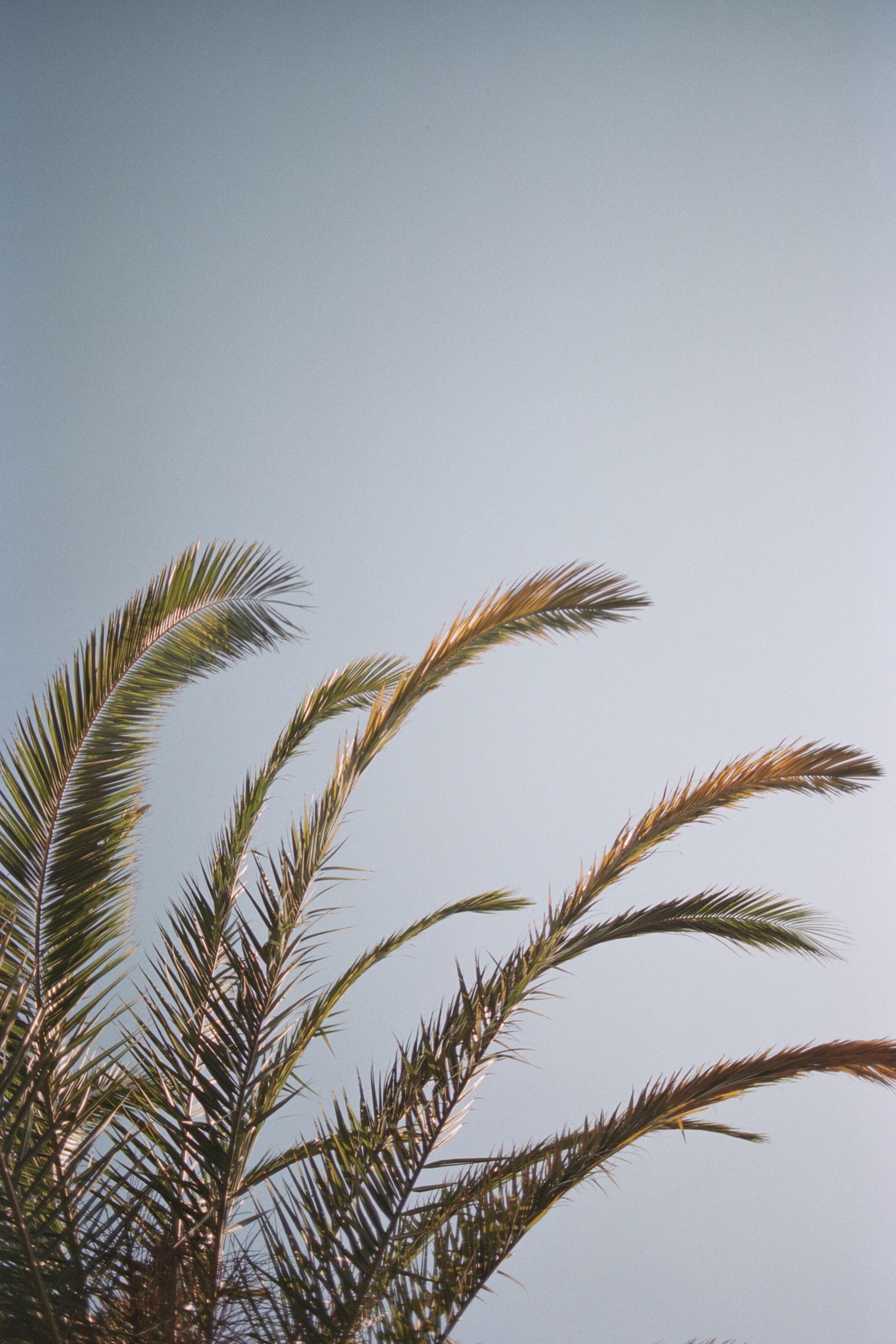 2624x3936 Wallpaper / canon filmphotography analog and 35mm HD 4k wallpaper free download