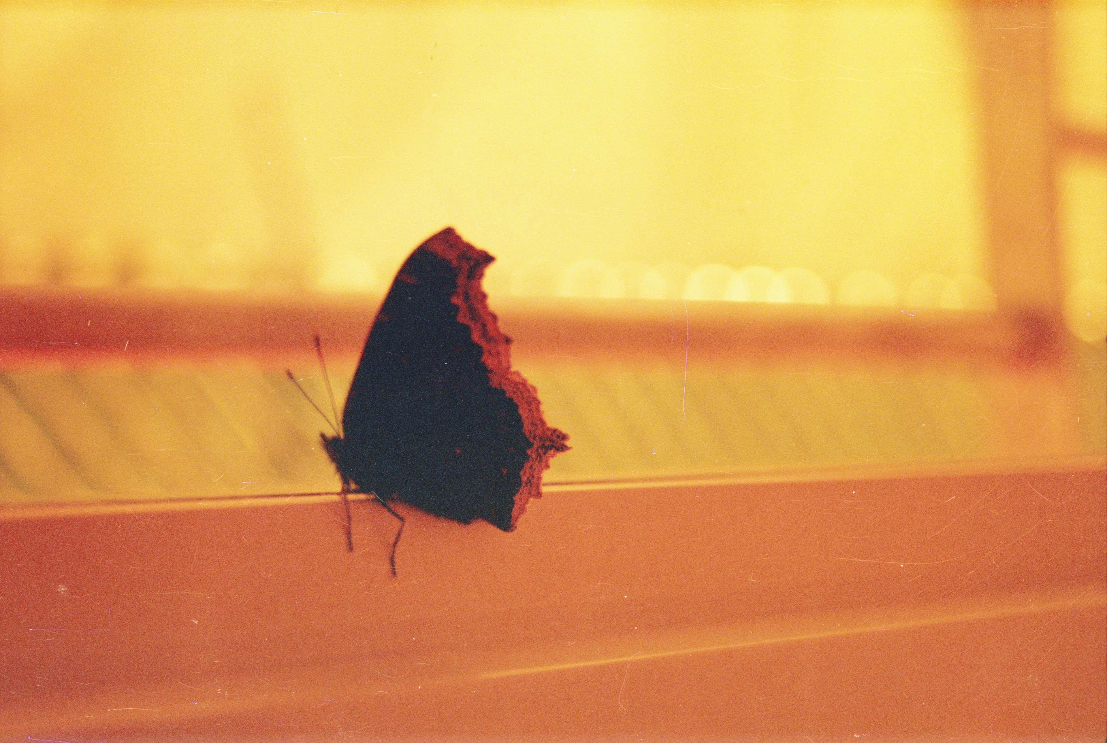 3840x2579 35mm, butterfly, lo fi, lo fi, lomography, redscale, scratches 4k Gallery HD Wallpaper