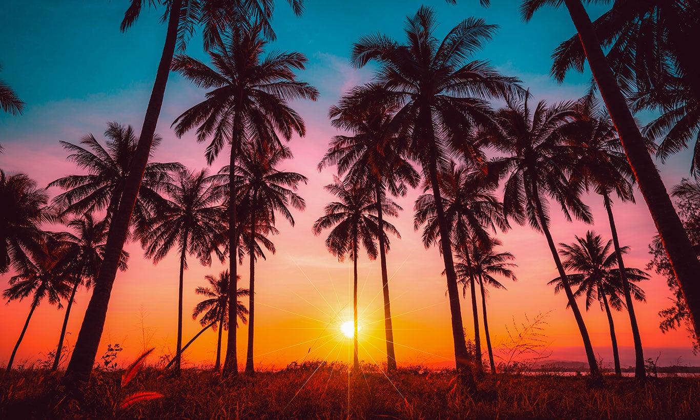 1366x820 California Sunset Palm Trees Wall Art Mural