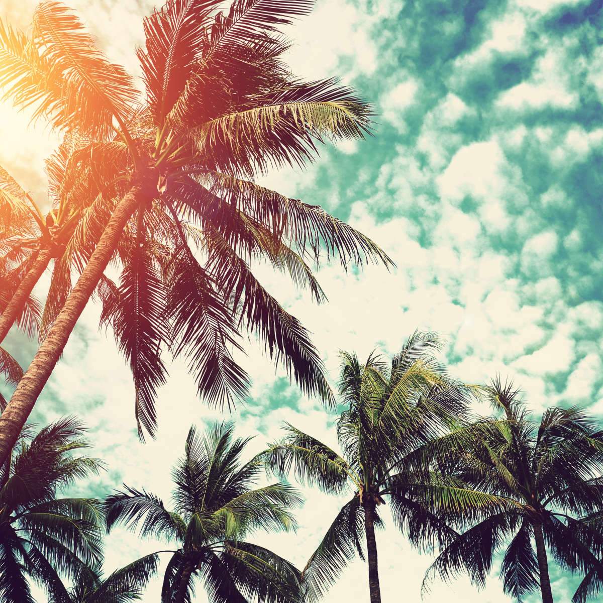 Palm Tree Art Wallpapers - Top Free Palm Tree Art Backgrounds