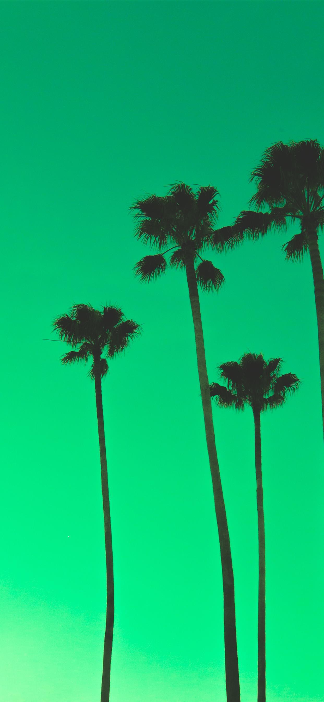 1242x2688 four palm trees iPhone 11 Wallpaper Free Download