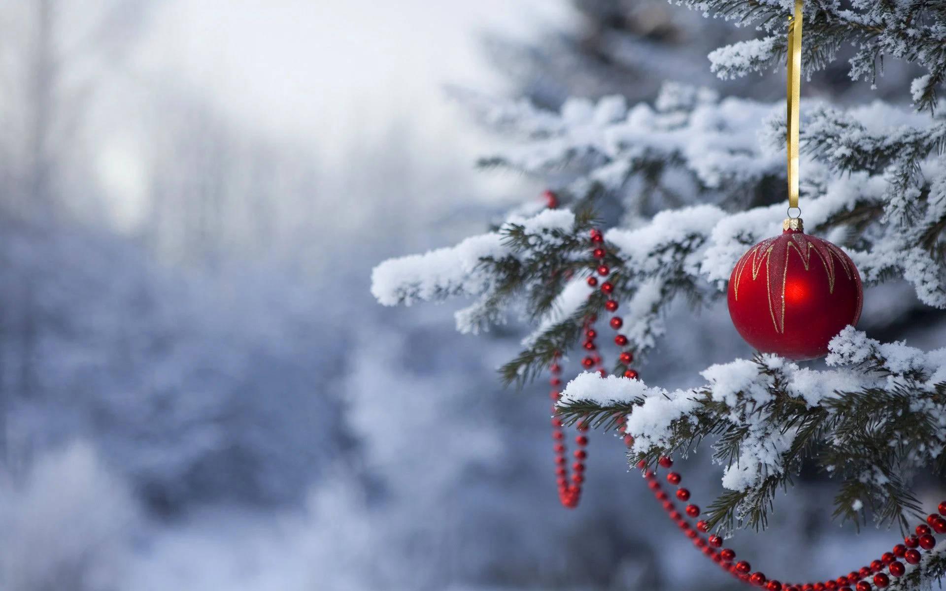 1920x1200 Download Frosty Outdoor Cool Christmas Desktop Wallpaper